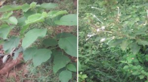 Ikiziranyenzi umuti ukomeye w'inzoka, inkora na rubagimpande