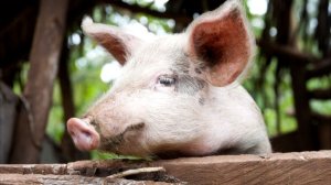 Imiti igabanya ubukana bwa SIDA yahawe ingurube n'inkoko muri Uganda