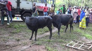 Rusizi: Impanuka y'imodoka yahitanye abantu batatu n'inka 18 yari itwaye