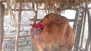 Ruhango: Abagizi ba nabi bamutemeye inka yashumbushijwe batwara umurizo