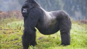 Uganda: Urukiko rw'i Kabale rwamukatiye imyaka 10 kubera kwica ingagi