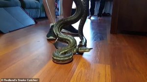 Umugabo yarokoye umuryango we ikiyoka kinini cyari inyuma ya TV barimo kureba [AMAFOTO]