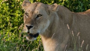 Abana batatu bishwe n'intare mu majyaruguru ya Tanzania