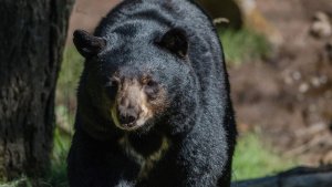 US: Guhusha kwica idubu byavuyemo gupfa kw'abavandimwe babiri