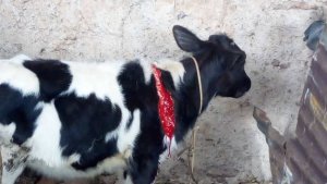 Kamonyi: Abagizi ba nabi batemye inka y'uwarokotse Jenoside