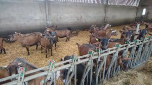 Yatawe muri yombi azira gusambanya ihene y'abandi yarangiza akayiba