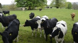 Ruhango: Umusore yafashwe asambanya inka abajijwe icyabimuteye ati "Urukundo n'impumyi"