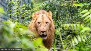 Ghana: Intare zishe umuntu wuriye uruzitiro rw'aho ziba