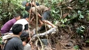 Indonesia: Umurambo w'umugore wasanzwe mu nda y'uruziramire