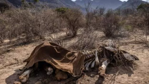 K﻿enya: Abategetsi bavuga ko inzovu zirenga 200 zishwe n'amapfa