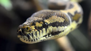 Umwana w'imyaka 5 yarokotse uruziramire rwamwizinzeho rukamuta muri pisine