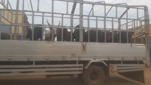 Inka zibwe Tanzania zikazanwa mu Rwanda zigiye gusubizwayo