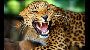 Muri Afrika y'Epfo ingwe yateye ikigo cy'ingabo zirwanira mu kirere