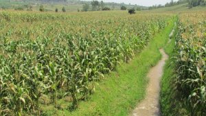 Ngoma: Ubutaka buzahingwaho bwiyongereyeho hegitari 2000