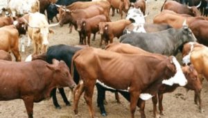 Umugabo yari yiteguye kurongora umugore wa 4 umuhungu we atorokana inka zari zatoranijwe nk'igiciro cy'umugeni