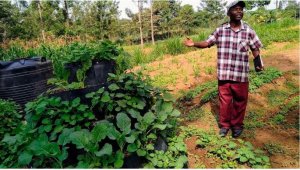 Abahinzi bo mu burengerazuba bwa Kenya berekanye uburyo Afurika ishobora kwigaburira