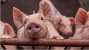 Inyama z'ingurube ziziyongera ku mafunguro y'Abanyeshuri bo muy'abanza