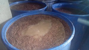 Kayonza: Abayobozi b'ishuri batawe muri yombi bakekwaho guha abanyeshuri ikigage cyateye urupfu