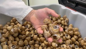 U Bufaransa: Ibinyamujonjorerwa bifite agaciro ka miliyoni 150 Frw byibwe