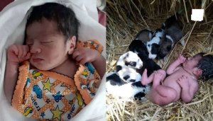 Imbwa zatabaye mu buryo bw'igitangaza uruhinja rwatawe na nyina rukimara kuvuka