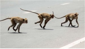 Tanzaniya : Inkende zashimuse uruhinja rwari ku ibere mu gituza cya Nyina