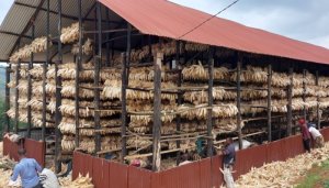 Kigali:Biravugwa ko impanuka ikomeye y'ubwanikiro bw'ibigori bwaguye yahitanye abarenga 10