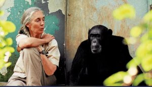 Dr. Jane Goodall wahariye ubuzima bwe kurengera inguge yitabye Imana
