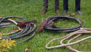 Kayonza: Bafatanwe insinga za metero 46 zajyanaga umuriro mu ngo z'abaturage