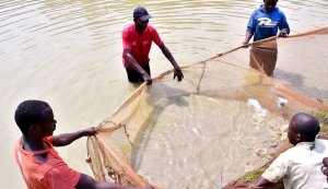 Muhanga: Aborozi bahendwa n'ibiryo by'amafi bagura Iburasirazuba