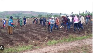 RIB Imaze gufunga 61 bakurikiranyweho kurya imbuto n'ifumbire byagenewe abahinzi