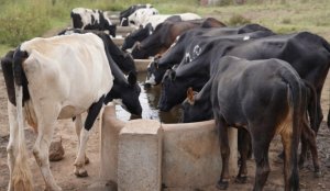 Nyagatare: Karangazi bajujubijwe n'ubujura bw'amatungo