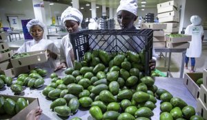 Ibikomoka ku buhinzi n'ubworozi byinjirije u Rwanda arenga miliyari 22,2 Frw