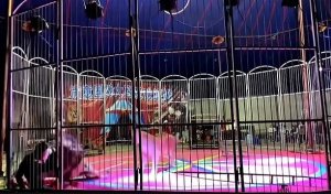 Umugabo yahuye n'uruva gusenya ubwo intare zashakaga kumwicira mu myiyereko