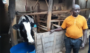 Gicumbi: Uwari umuyede yabaye umworozi w'umwuga abikesha gahunda ya Girinka