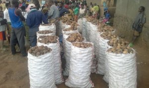 Rubavu: Leta yahaye abaturage imbuto yafatiye ku mupaka zigiye kugurishwa muri RDC