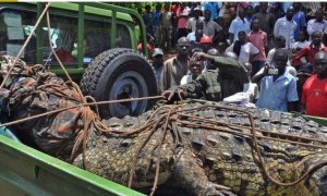 Reba ingona yitwa Osama yariye abantu barenga 80 mu mudugudu wa Uganda ubwo yafatwaga n'abantu barenga 50 [Amafoto]