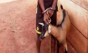 Umusore yakomwe mu nkokora agiye gusambanya ihene y'abandi