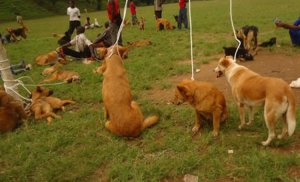 Bugesera:Gitifu yahishuye ko mu bariye imbwa ntawe bazi zaguye nabi