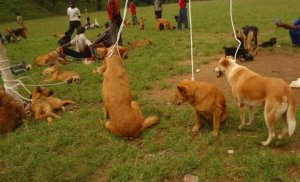 Polisi yafunze Umugabo washinjwe n'umugore we gusambanya imbwa