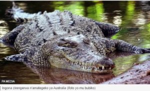 Umworozi yarokotse ingona nyuma yo kuyishinga amenyo akayibabaza