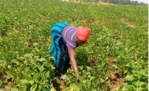 Bugesera: Abahinzi b'imiteja n'urusenda bakomeje kubiburira isoko