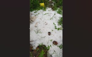 Rusizi: Hegitari zisaga 13 z'imyaka y'abaturage zangijwe n'urubura