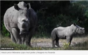 Icyizere ku buturo bushya bw'inkura zera (white rhinos) zajyanywe mu Rwanda