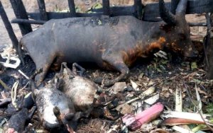 Mu Burundi umuturage yakorewe ubugizi bwa nabi atwikirwa inka n'intama