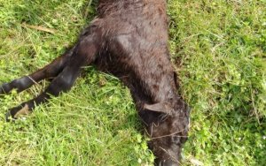 RDB yahumurije abaturage bororera hafi ya Gishwati bababajwe n'inyamaswa ibamariye inka