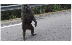 Ya nyamaswa yafataga abagore ku ngufu yishwe 