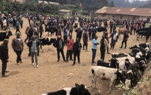 Burera: Abarema isoko ry'inka rya Butaro babangamiwe n'amafaranga bakwa batagurishije