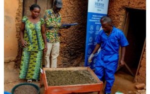 Nyamasheke: Abaturage bahisemo gukora ibiryo by'amatungo mu masazi kuko ibisanzwe bikosha