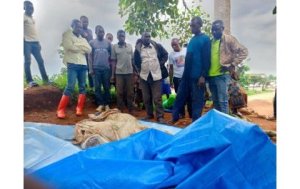 Kivu y'Amajyaruguru: ADF yishe abagera kuri 20 mu minsi ine