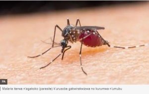 Misiri mu myaka 100 ishize ihanganye na Malariya yemeje ko yayiranduye 